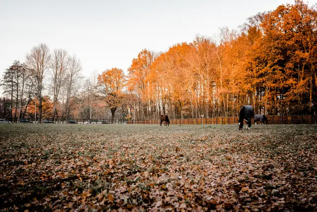 LocationRobot - Film Location Hof LR2835 (photo 39)