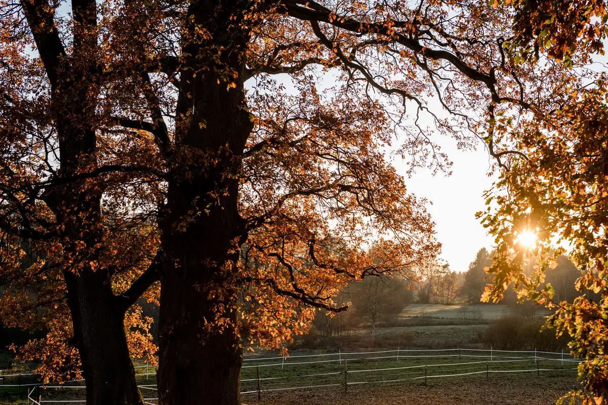 LocationRobot - Film Location Hof LR2835 (photo 42)