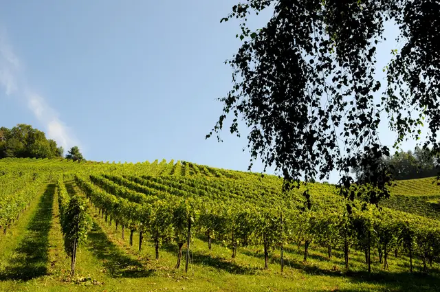 LocationRobot - Film Location Weingut LR5313 (photo 17)