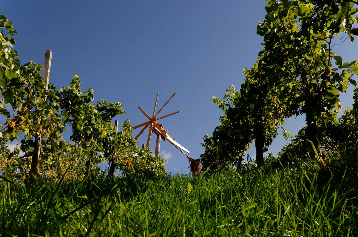 LocationRobot - Film Location Weingut LR5313 (photo 18)