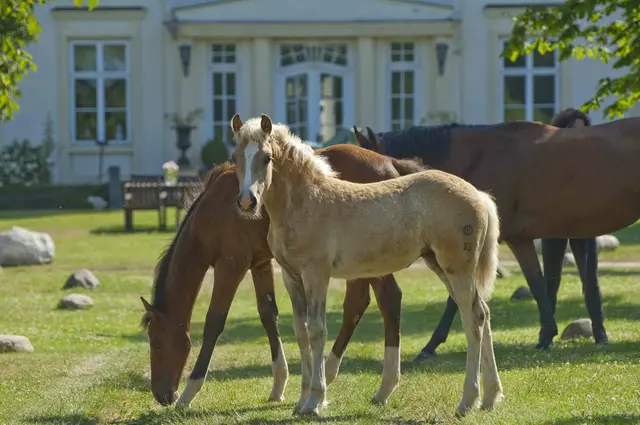 LocationRobot - Film Location Gutshaus LR5031 (photo 45)