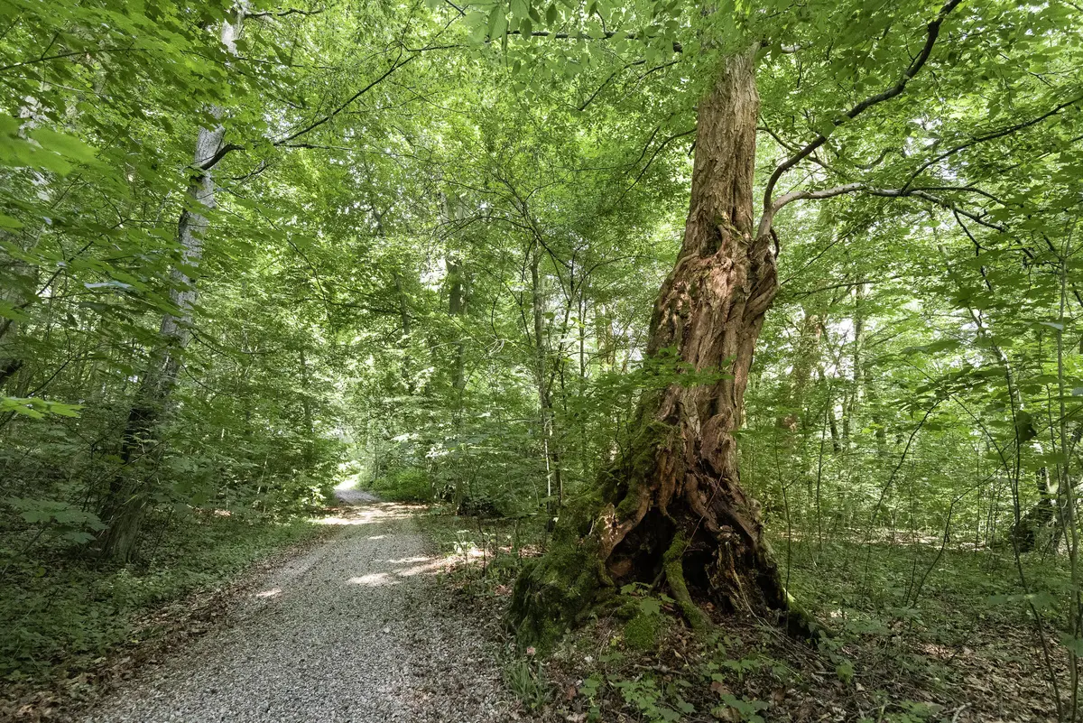 LocationRobot - Film Location Barockschloss LR5200 (photo 32)