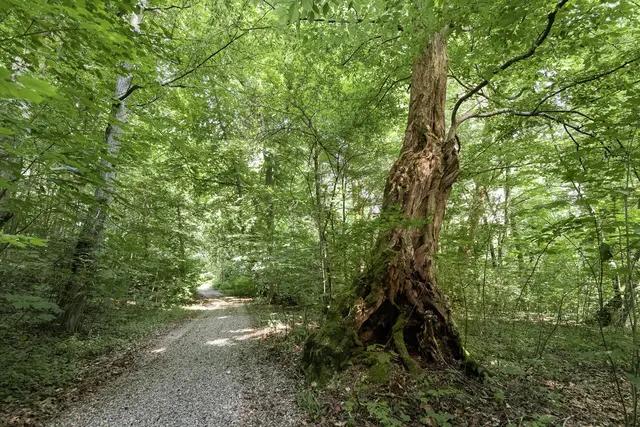 LocationRobot - Film Location Barockschloss LR5200 (photo 32)