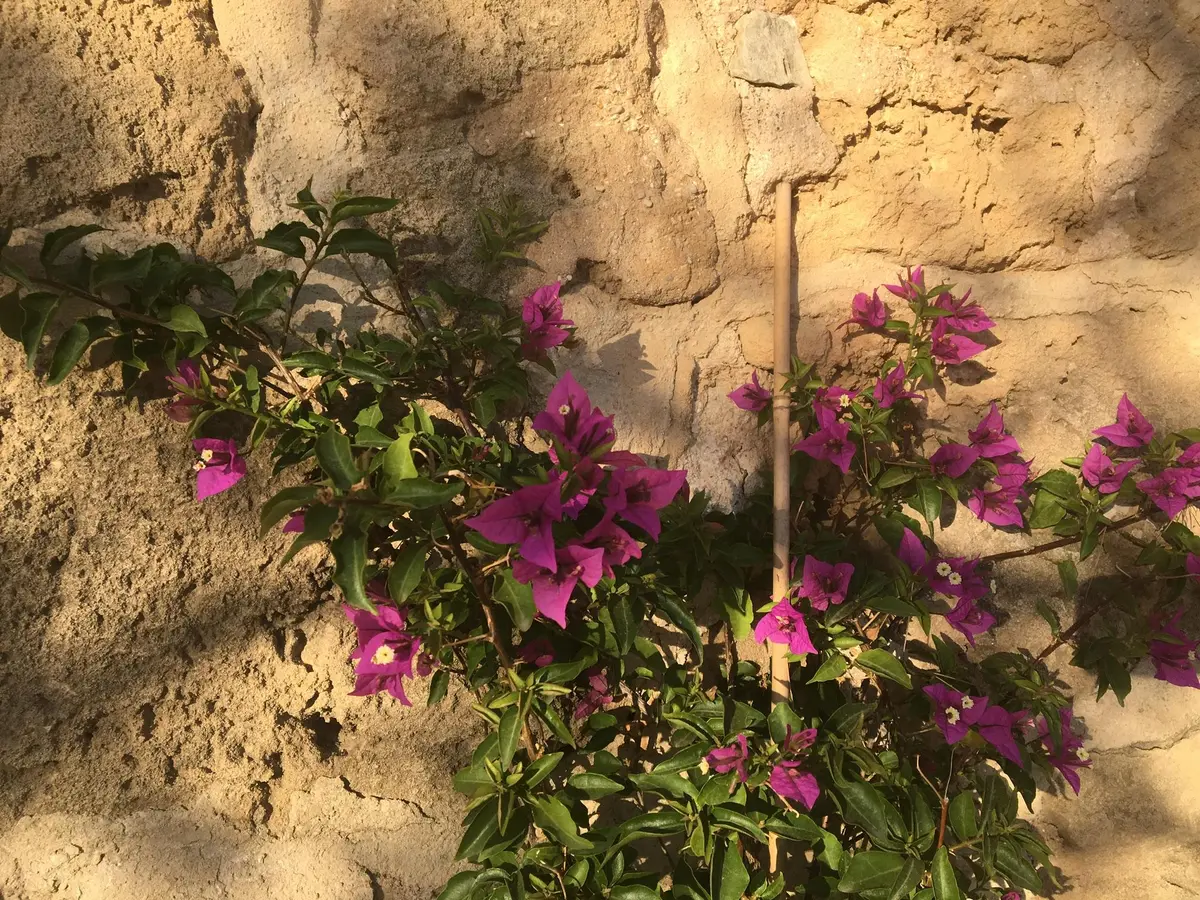 LocationRobot - Film Location Finca LR3180 (photo 15)