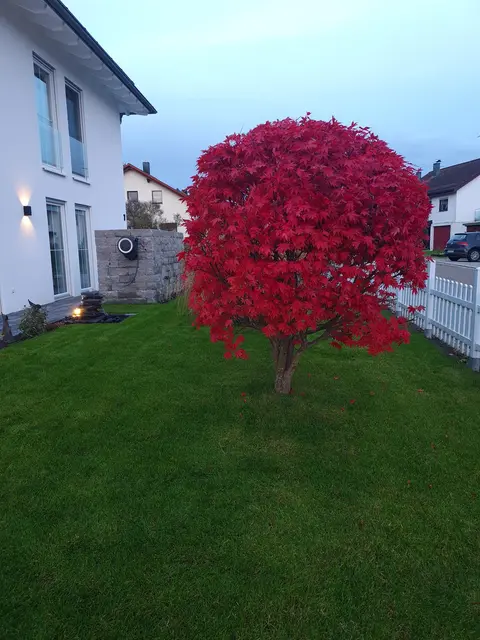 LocationRobot - Film Location Einfamilienhaus LR4204 (photo 42)