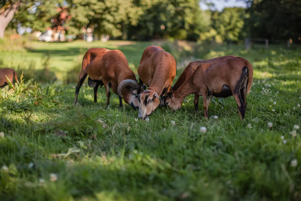 LocationRobot - Film Location Gutshaus LR4500 (photo 32)