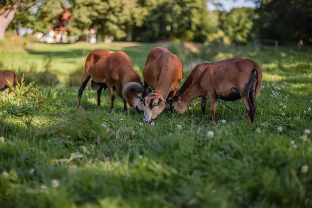 LocationRobot - Film Location Gutshaus LR4500 (photo 32)