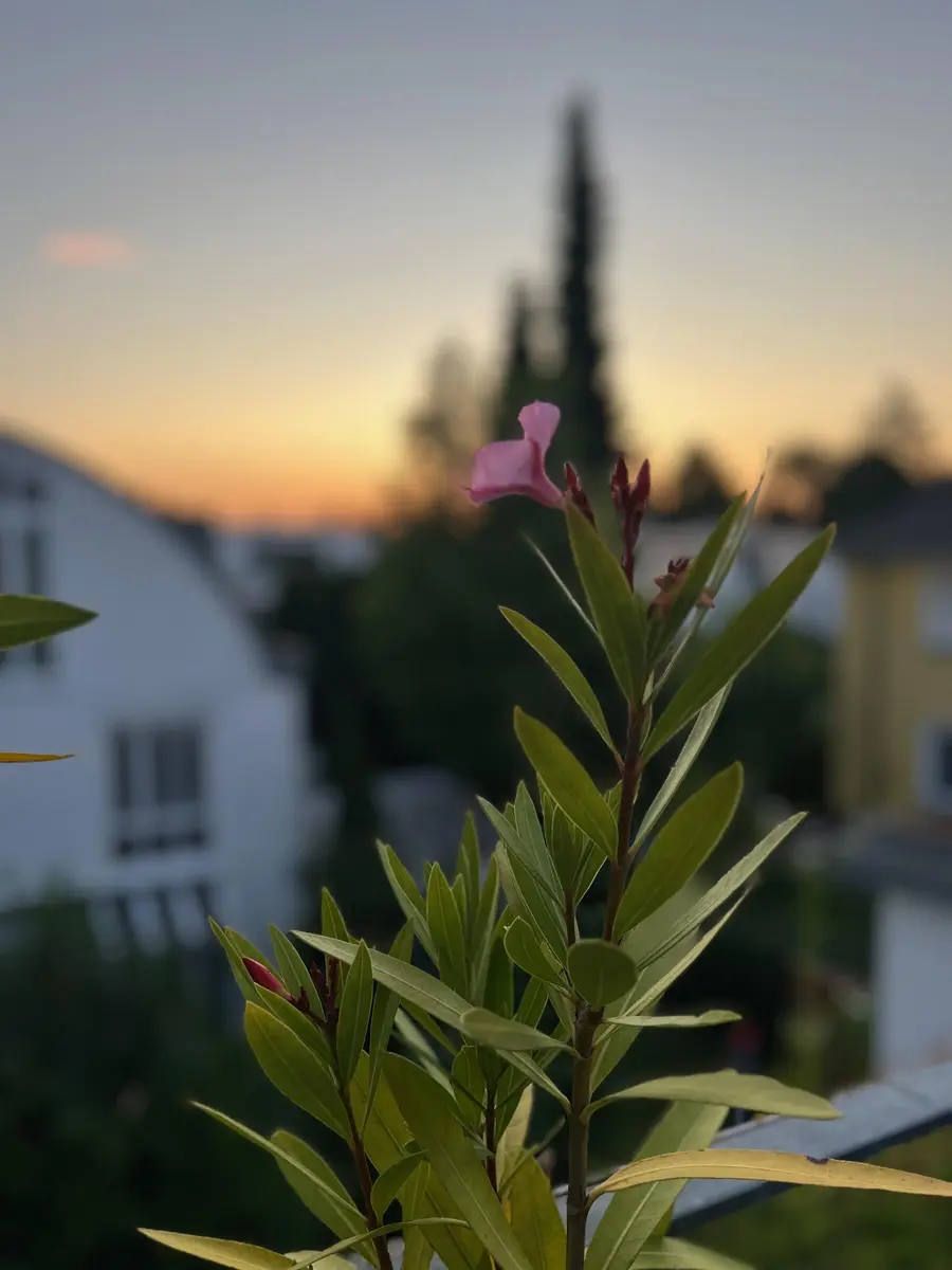 LocationRobot - Film Location Villa LR4927 (photo 121)