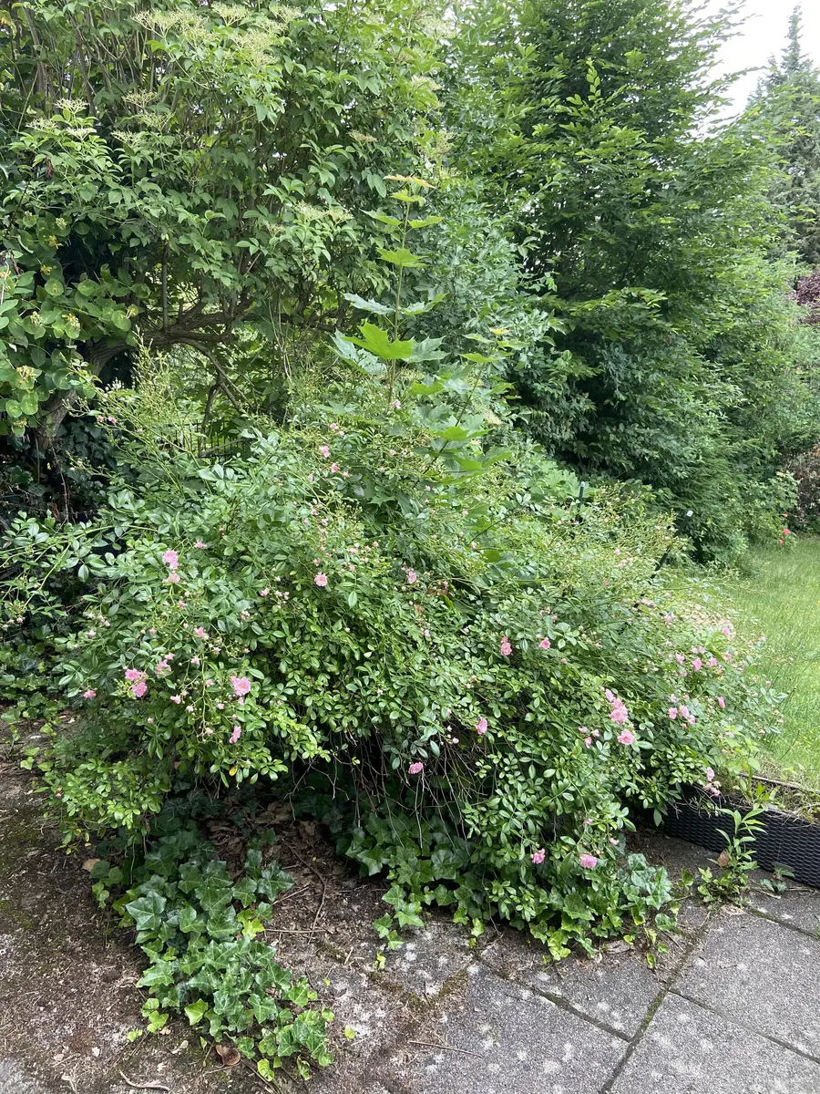 LocationRobot - Film Location Haus LR5550 (photo 33)